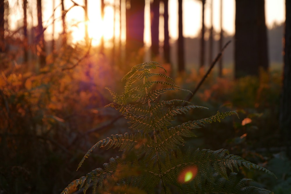 green fern