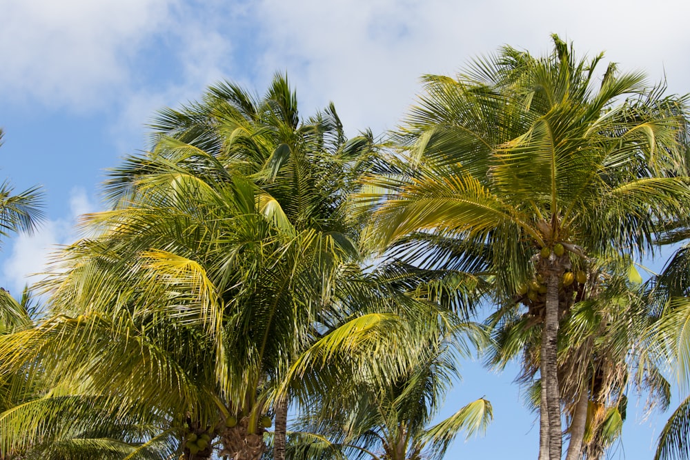 green coconut trees under cloudy sky