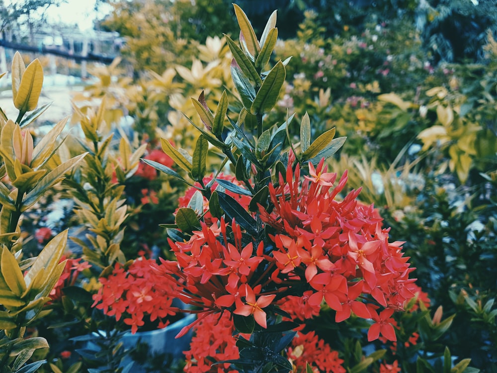 closeup photography of Ixora flower
