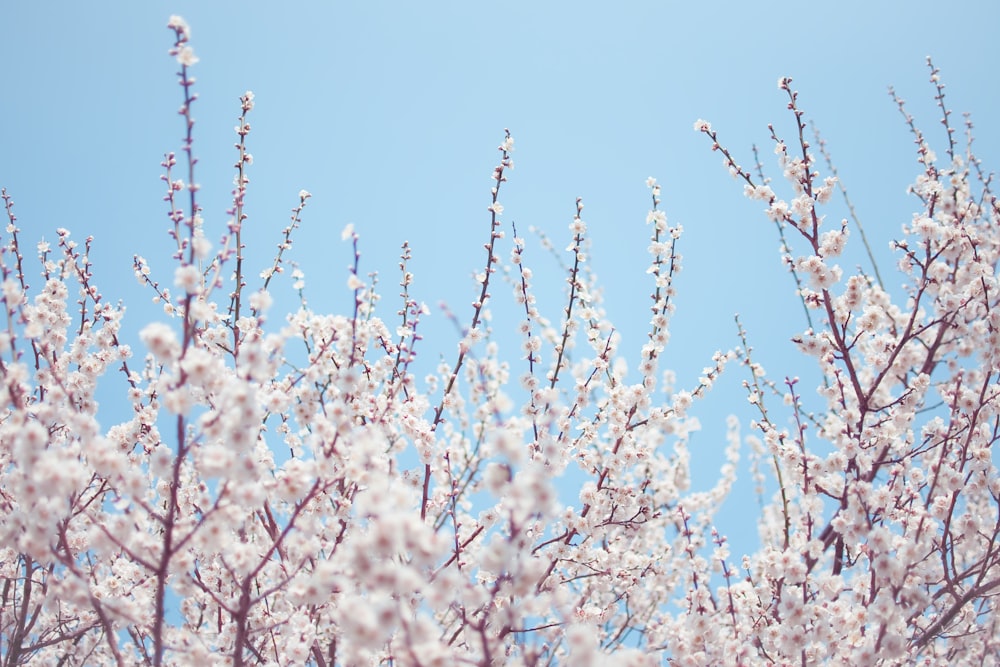 white flowers