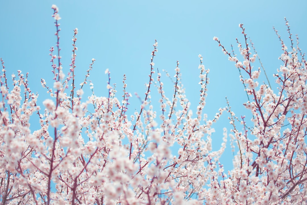 white flowers