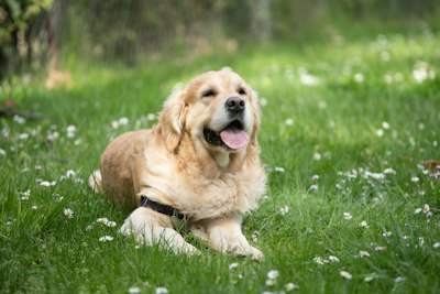 A golden retriever sitting on green grass