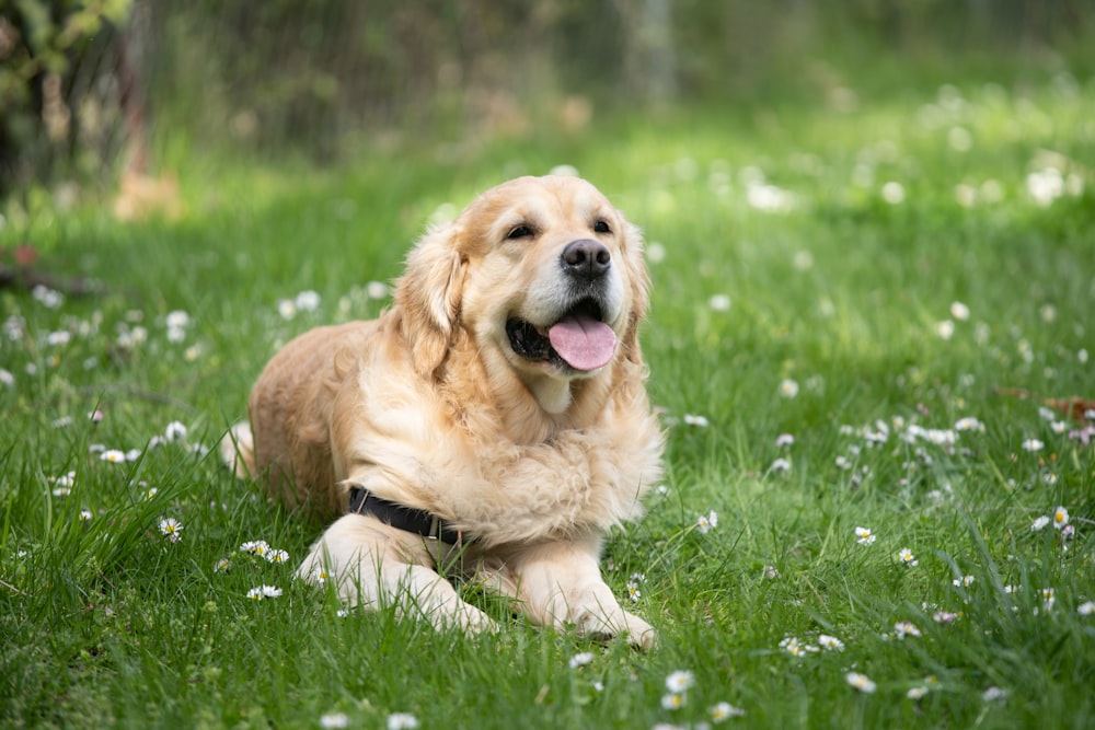 adult golden retriever sitting on green grass