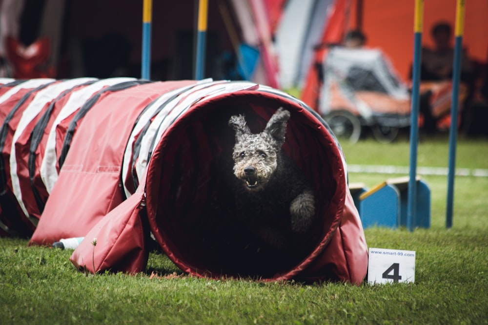 dog on play tunnel