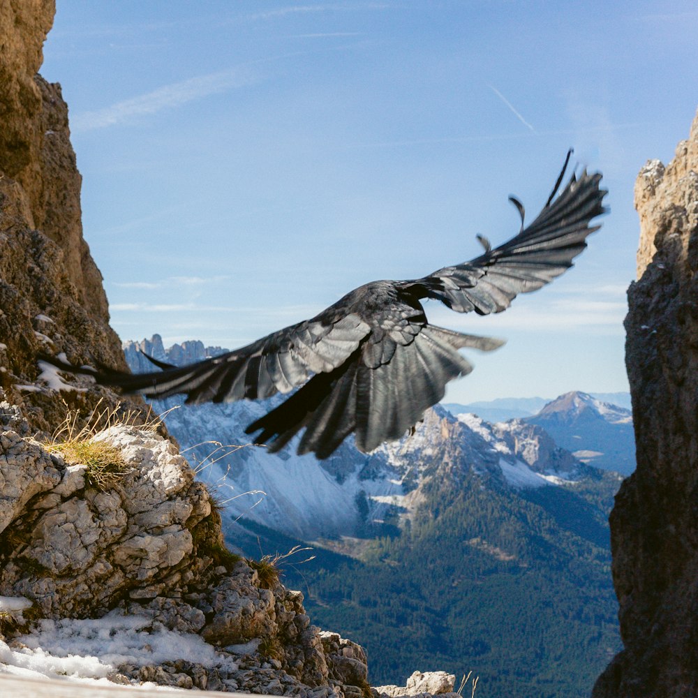 Schwarzer Vogel