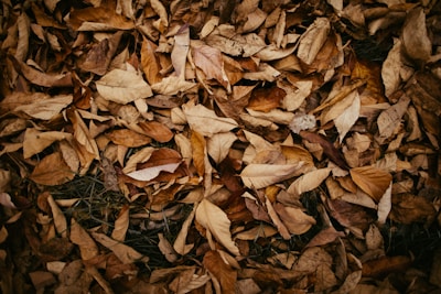 brown wilted leaves fallen on the grass