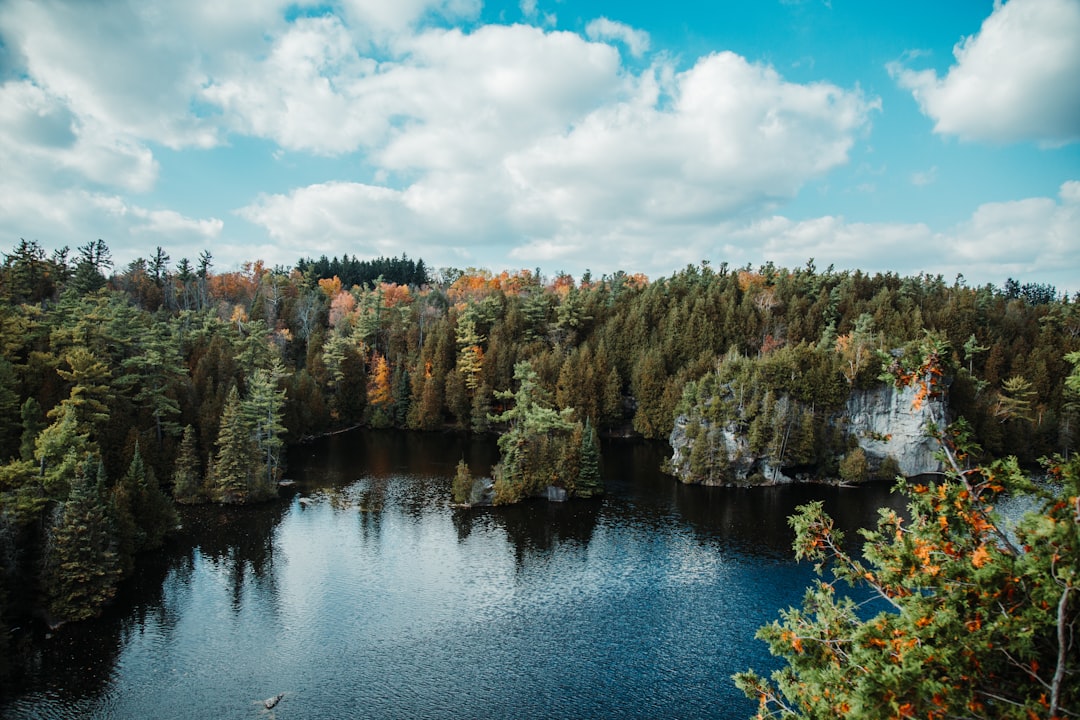 green trees and river