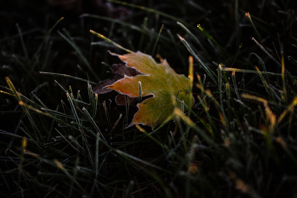 green leaf