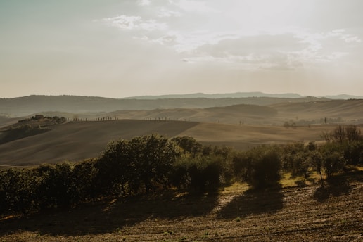 Rolling hills with scattered trees and a line of cypress trees on the horizon under a hazy sky with soft sunlight. The landscape is expansive and serene, featuring fields that vary in color from green to brown.