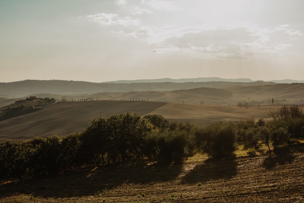 green trees and hills