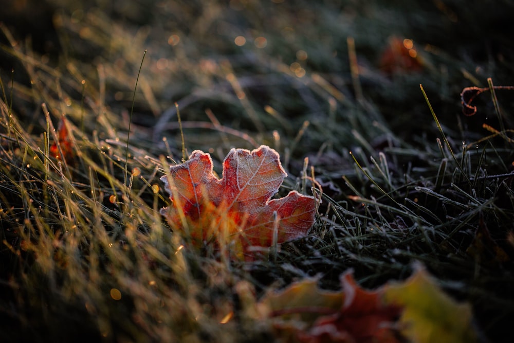 red maple leaf on ground