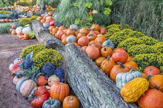 orange and green pumpkin lot