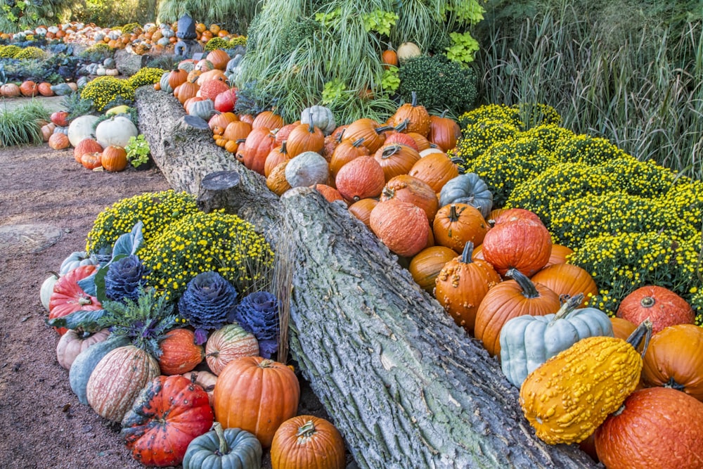 orange and green pumpkin lot