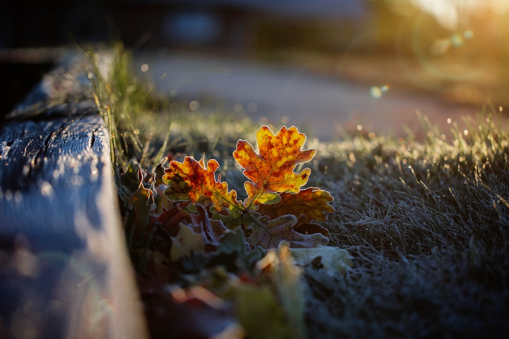 orange flower