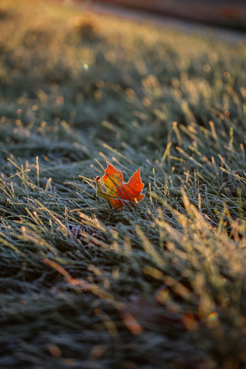 orange flower