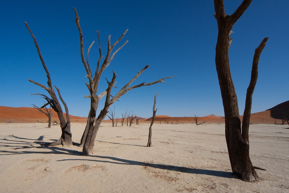 leafless trees on desert
