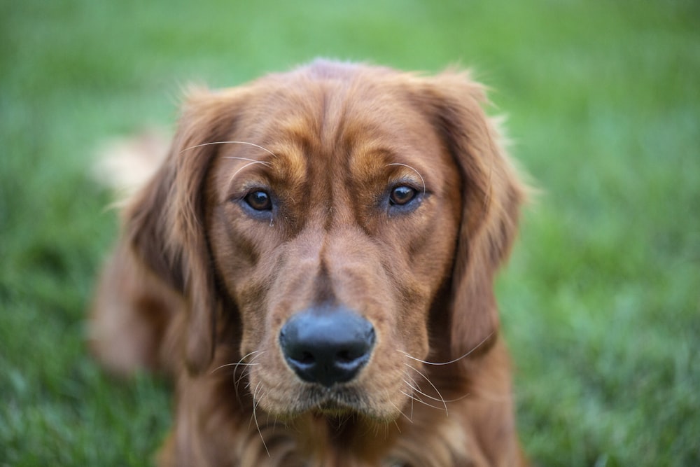 tan dog on field