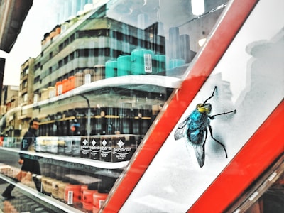 A close-up of a storefront window with various nail polish bottles arranged in rows behind the glass. The reflection of a street scene is visible, showing a modern building and a person walking. A large illustration of a fly is prominently displayed on the window.