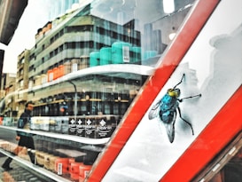 A close-up of a storefront window with various nail polish bottles arranged in rows behind the glass. The reflection of a street scene is visible, showing a modern building and a person walking. A large illustration of a fly is prominently displayed on the window.