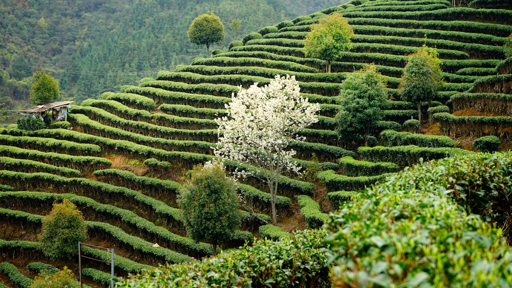 green trees at daytime