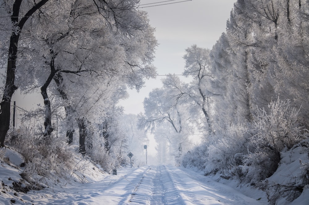 white-leafed tree