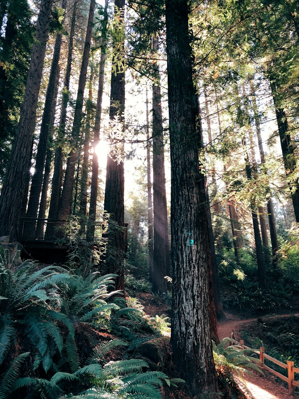 luz solar atravessando a floresta durante o dia