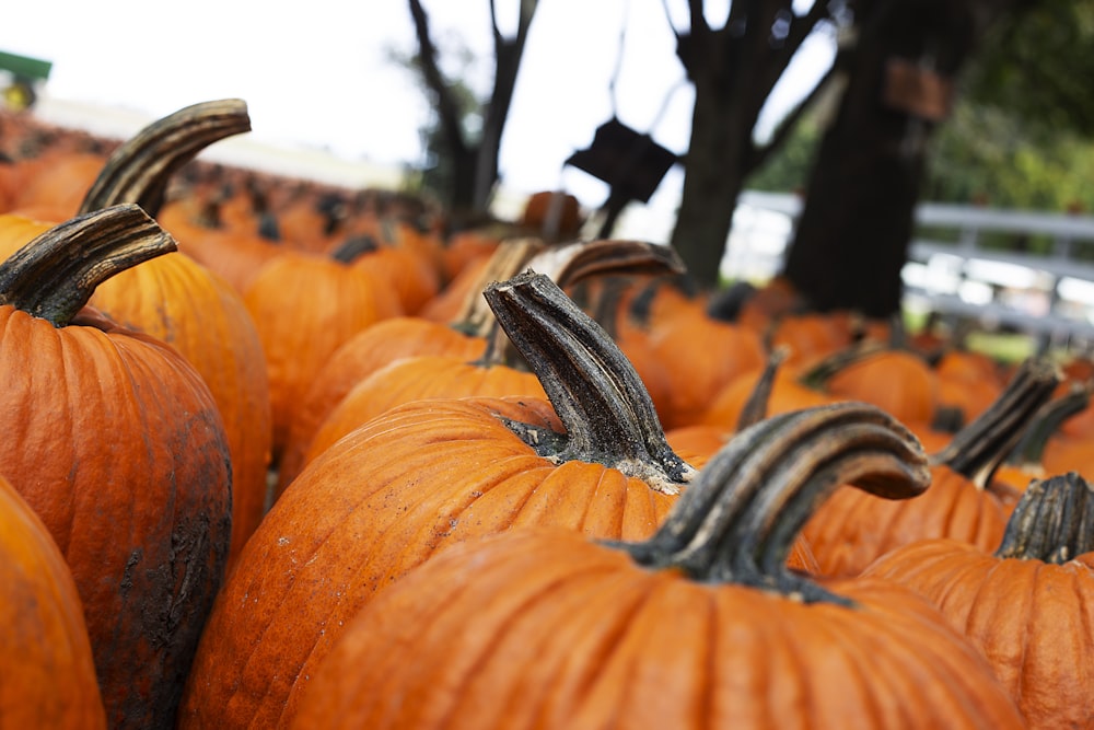 orange pumpkins field