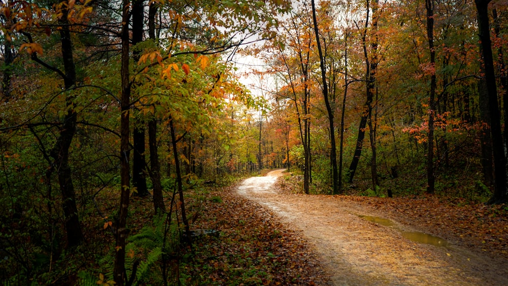 pathway surround with trees