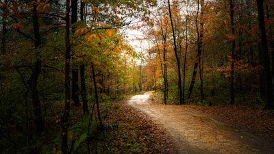 A winding forest path covered in autumn leaves, inviting a slow walk.