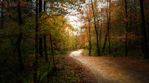 A winding forest path blanketed with autumn leaves.