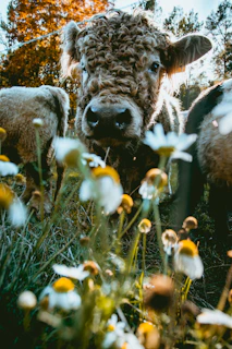 Close-up of a cow’s gentle eyes framed by wildflowers in soft afternoon light.
