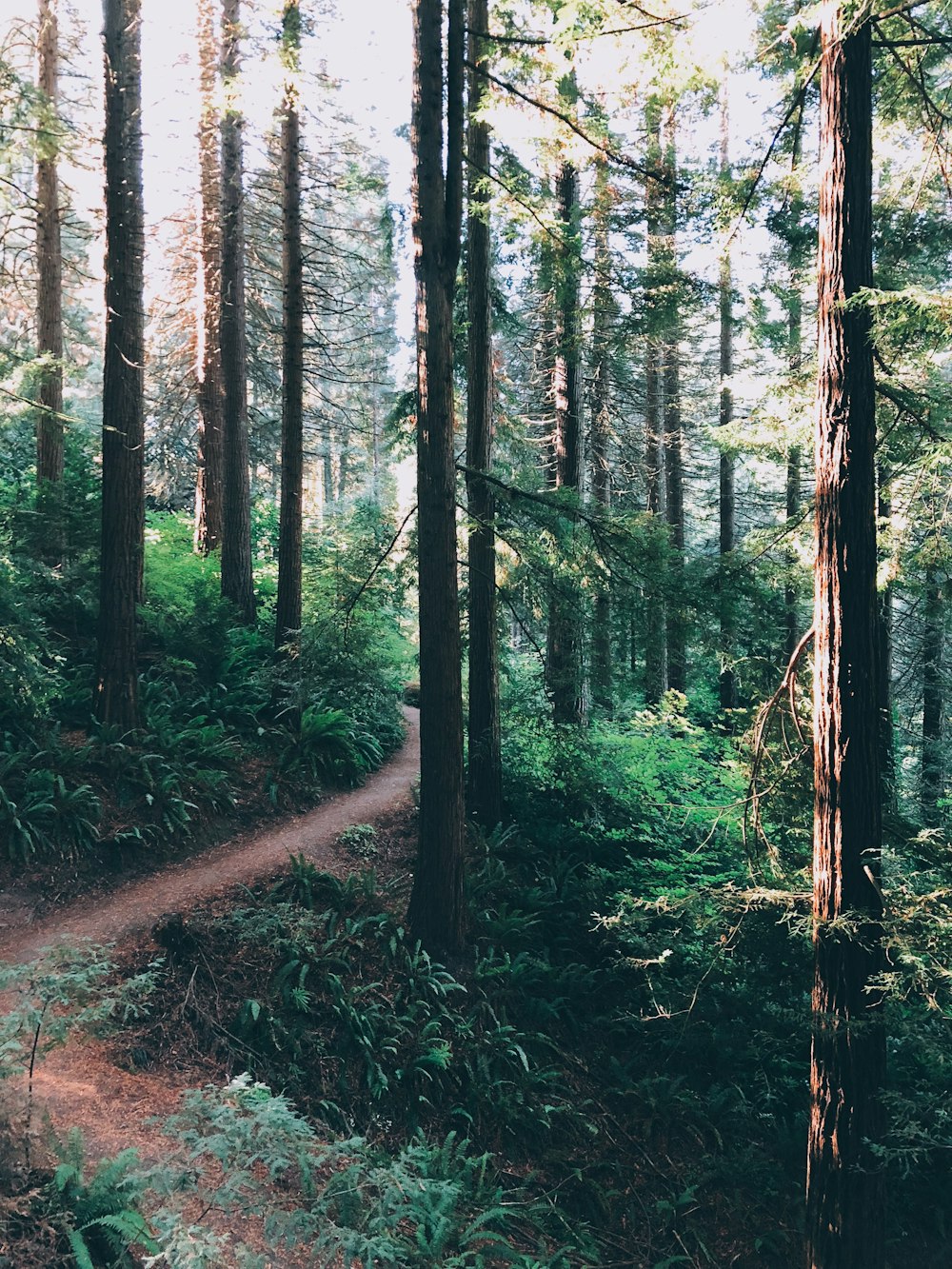 route entre de grands arbres pendant la journée