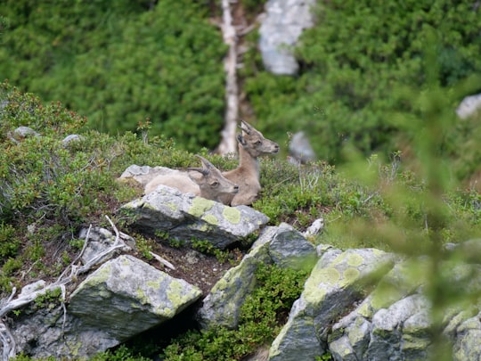 two gray deer near rocks beside field in Niederhorn Switzerland