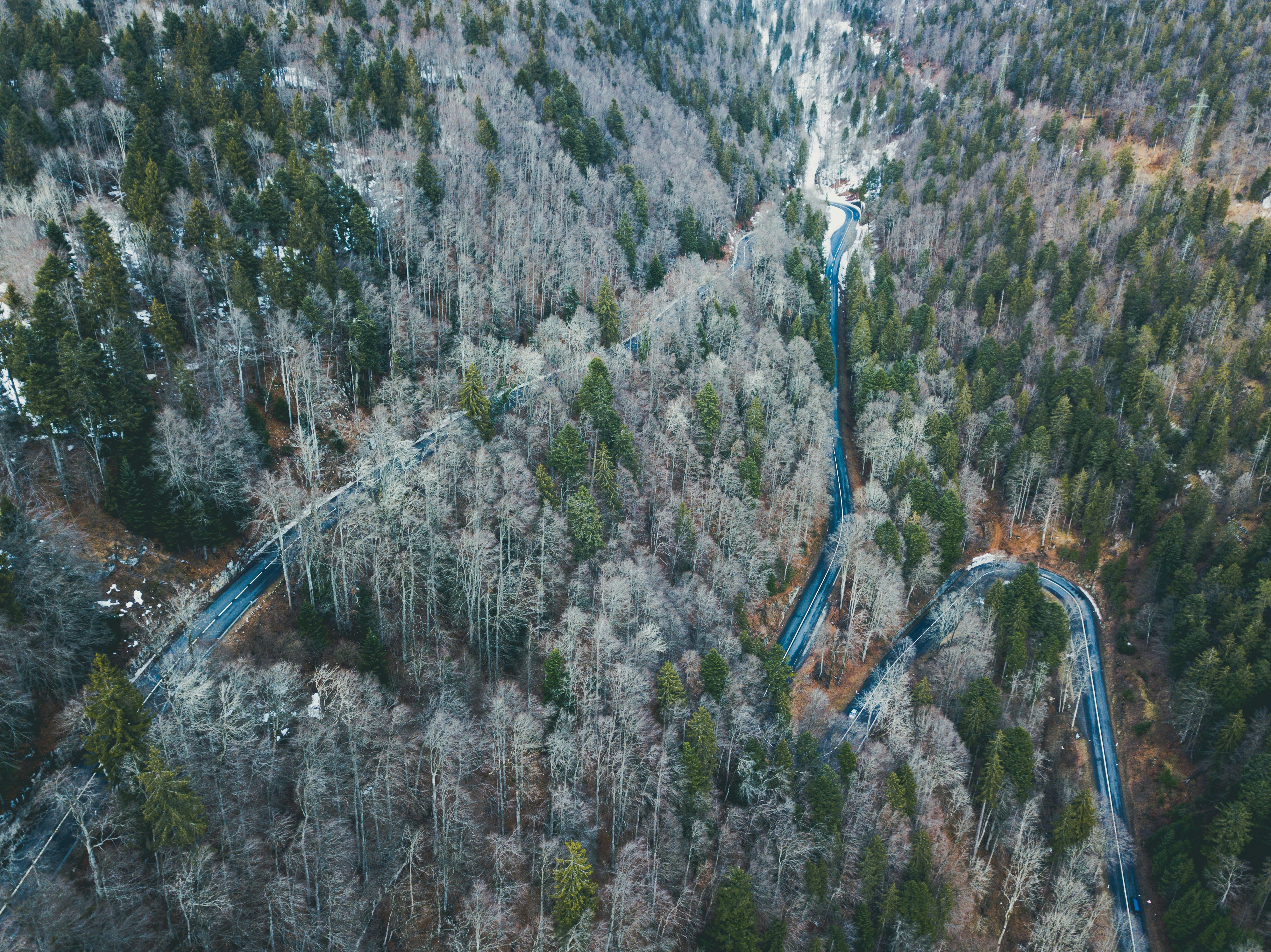 road between trees during daytime