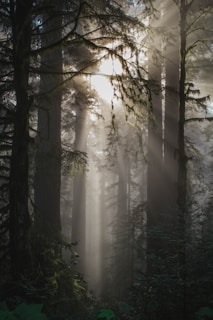 foggy weather with trees