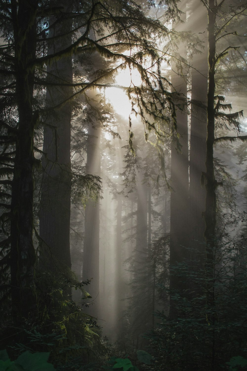 Tiempo de niebla con árboles