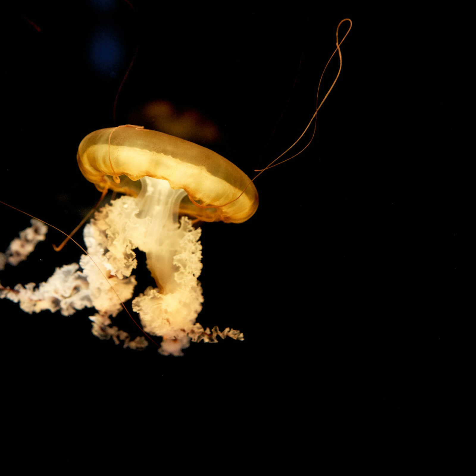 Sony a7 II + Sony Sonnar T* FE 55mm F1.8 ZA sample photo. Yellow jellyfish photography