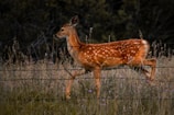 A low fence whitetail deer gracefully moving through tall grass with the ranch’s rolling hills behind.