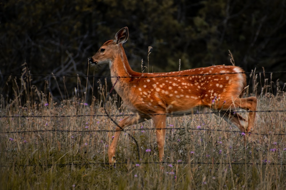 brown deer on grass at daytime