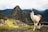 A llama stands prominently in the foreground with the ruins of Machu Picchu and steep mountains in the background under a cloudy sky. The ancient stone structures contrast with the lush green terraces.