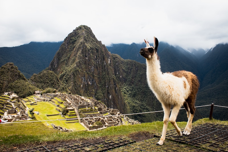 A llama stands prominently in the foreground with the ruins of Machu Picchu and steep mountains in the background under a cloudy sky. The ancient stone structures contrast with the lush green terraces.