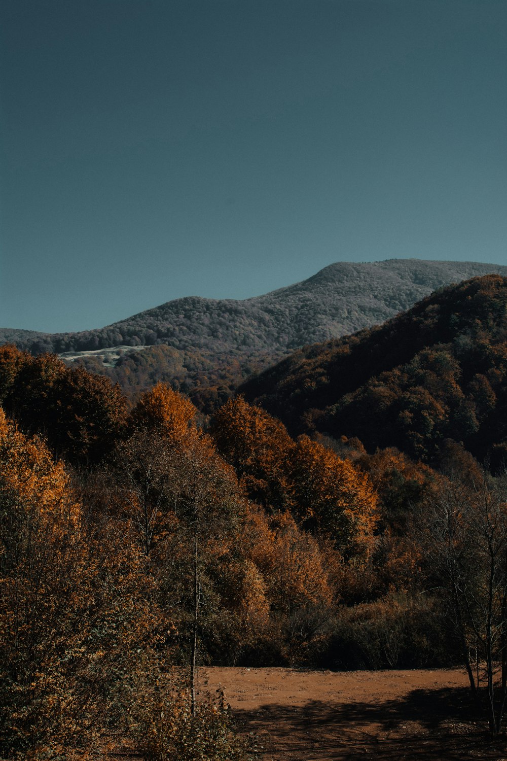 brown trees on mountain under blue sky during daytime