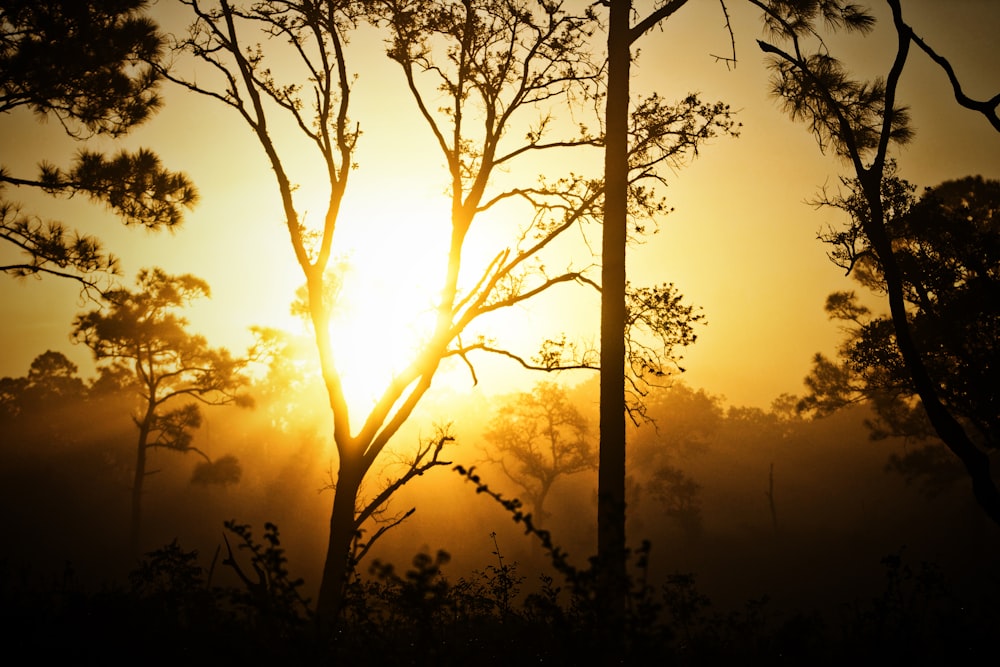 Silhouette eines Baumes