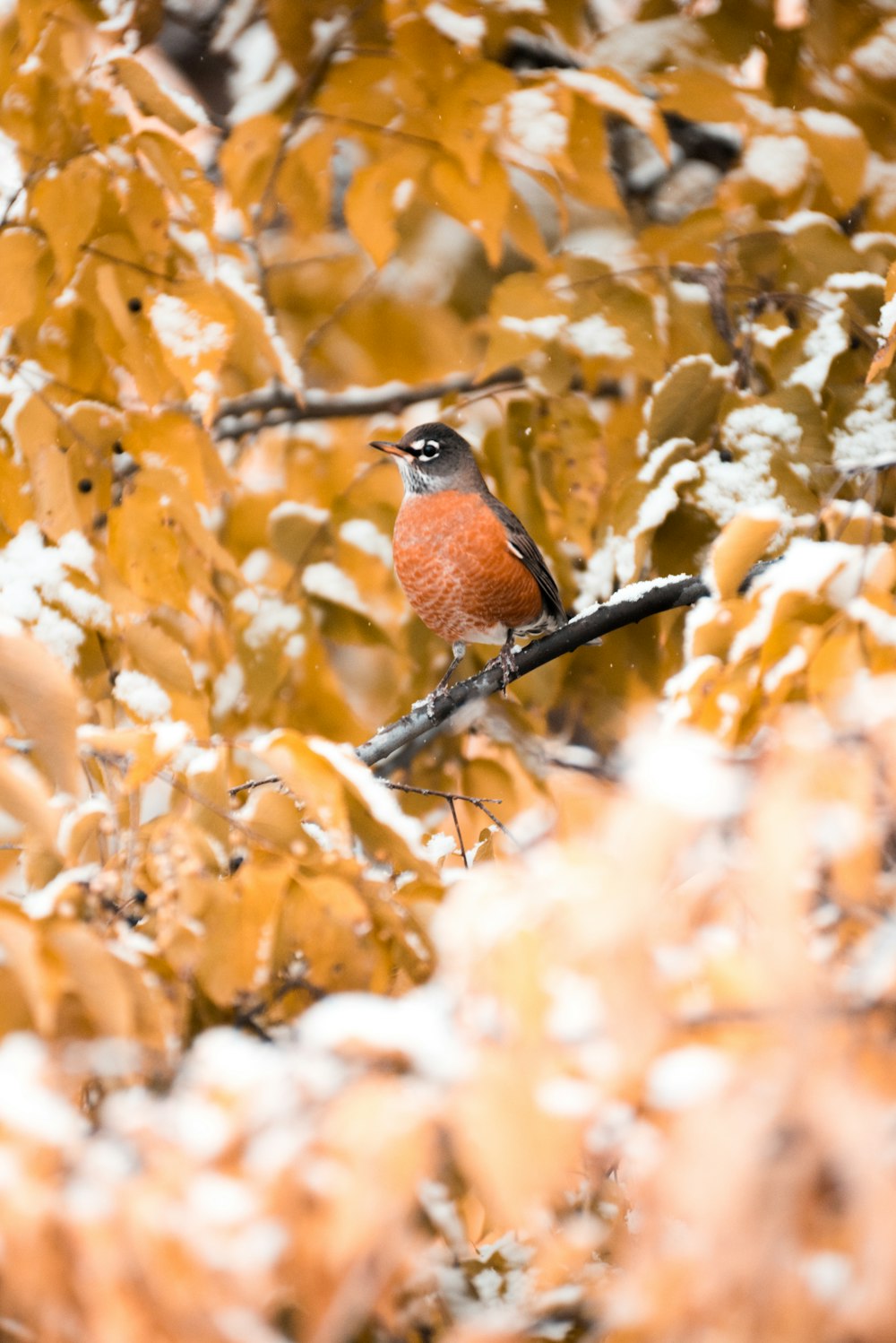 brown bird on focus photography