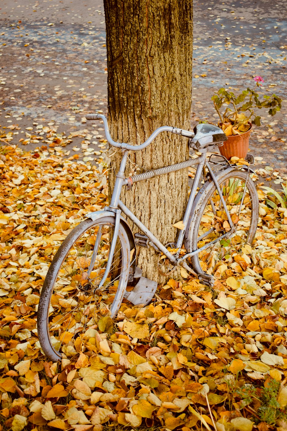 gray bicycle near tree