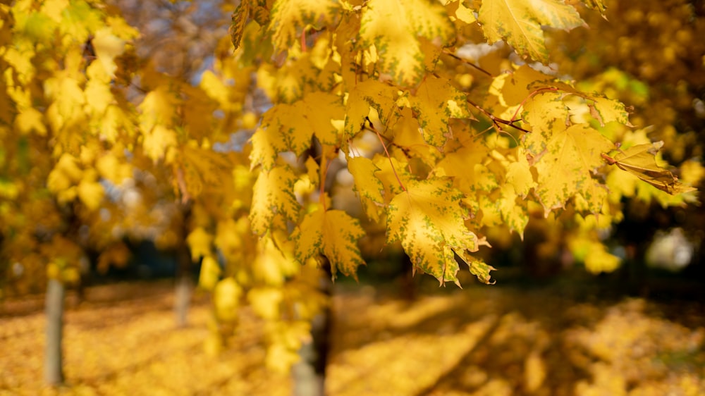 黄色い葉の木
