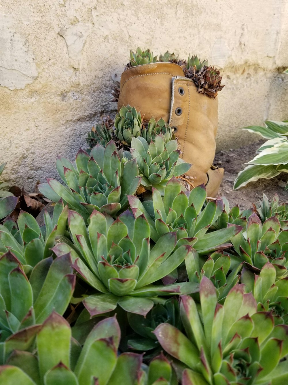 green succulents in the ground