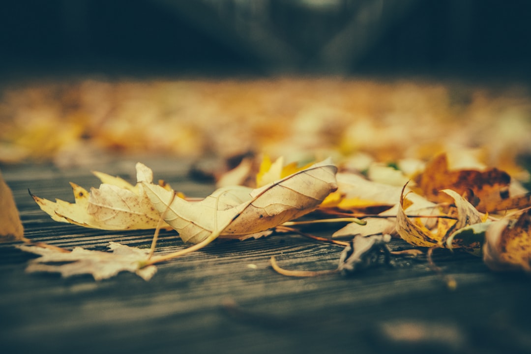 close-up photography of brown leaves