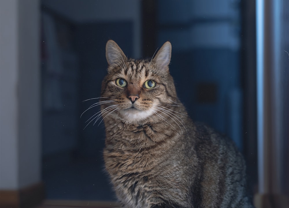 grey tabby cat inside room