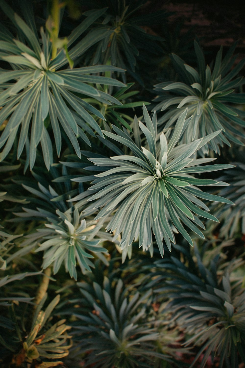 foto de foco raso de plantas verdes
